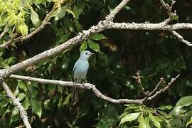 Verditer Flycatcher