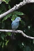 Verditer Flycatcher