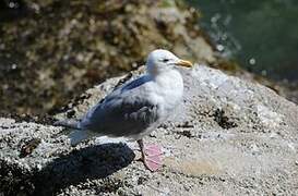 Glaucous-winged Gull