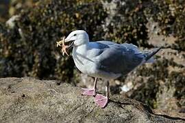 Glaucous-winged Gull