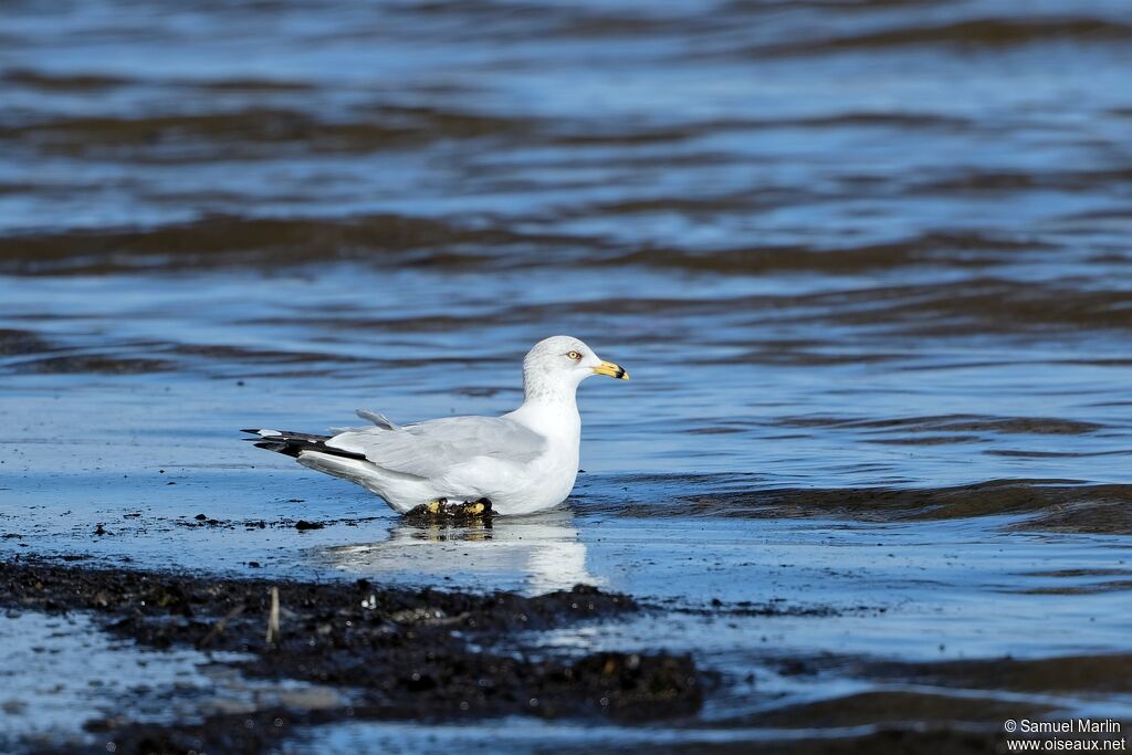 Ring-billed Gulladult