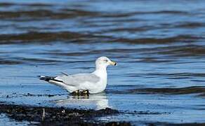 Ring-billed Gull