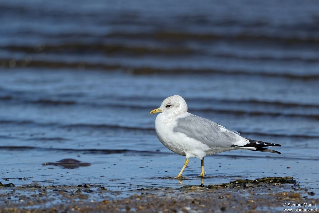 Short-billed Gulladult