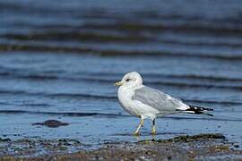 Short-billed Gull