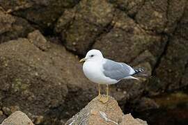 Short-billed Gull