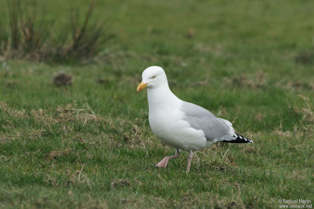 Goéland argentéadulte