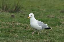 Goéland argenté