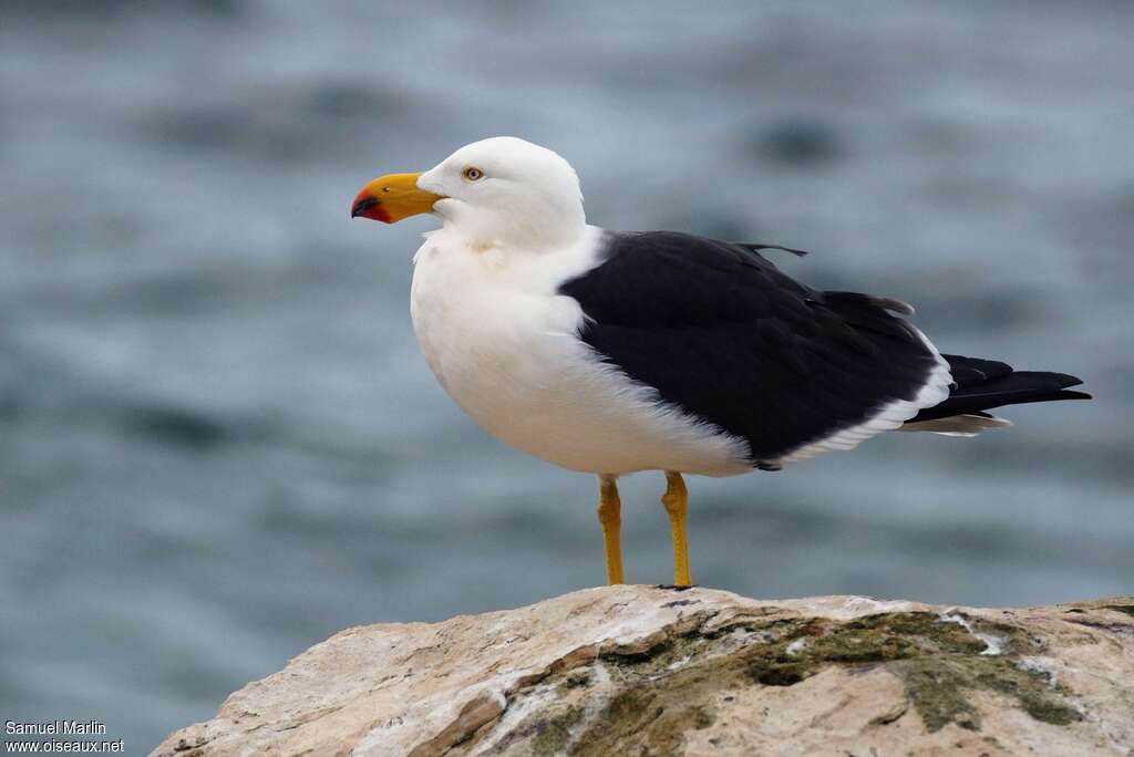 Pacific Gulladult, identification