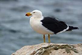 Pacific Gull