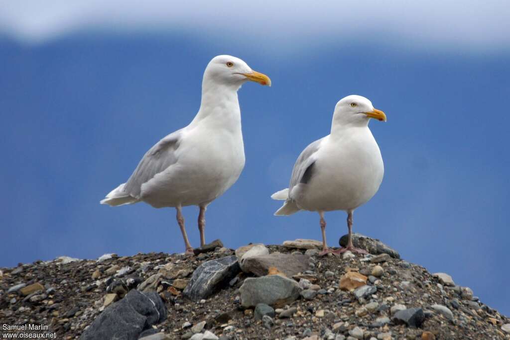 Glaucous Gulladult breeding