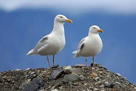 Glaucous Gull