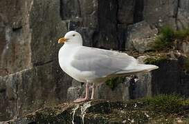 Glaucous Gull