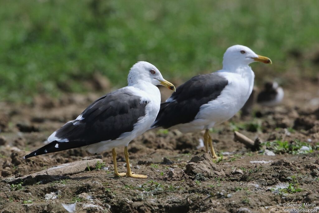 Lesser Black-backed Gulladult