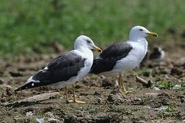 Lesser Black-backed Gull