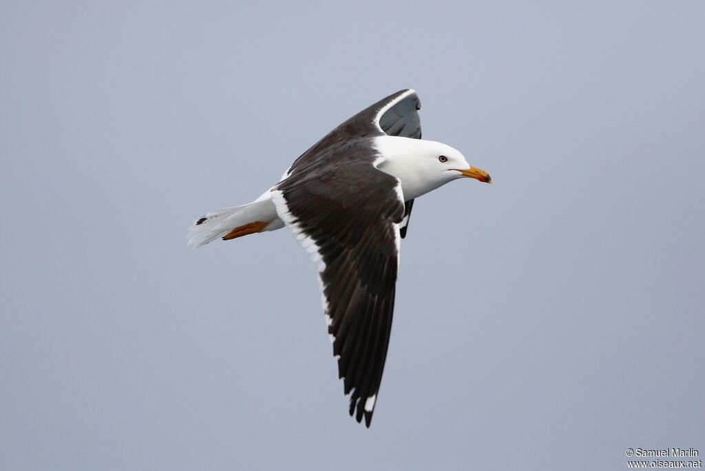 Lesser Black-backed Gulladult