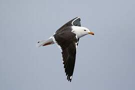 Lesser Black-backed Gull