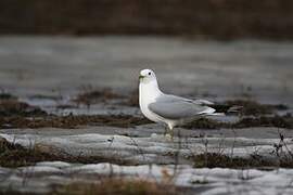 Common Gull