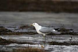 Common Gull