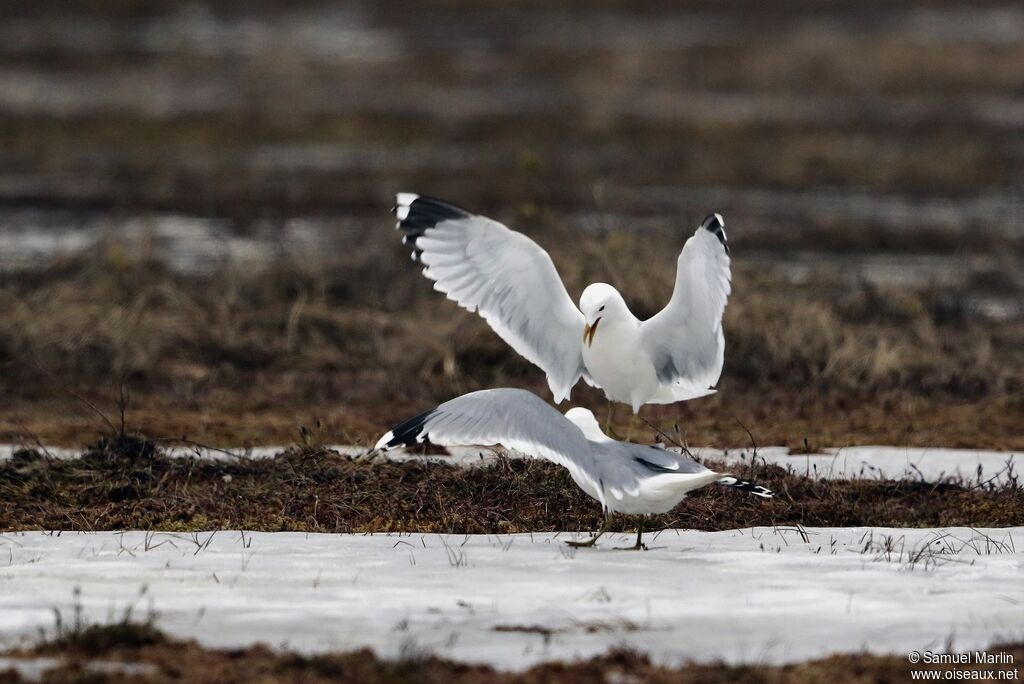 Mew Gulladult, mating.