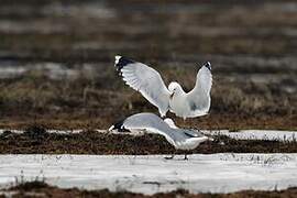 Common Gull