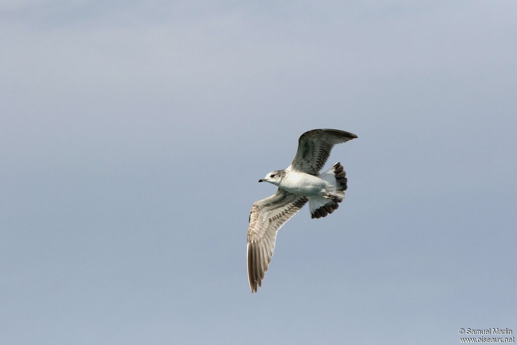 Common Gull