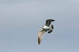 Common Gull