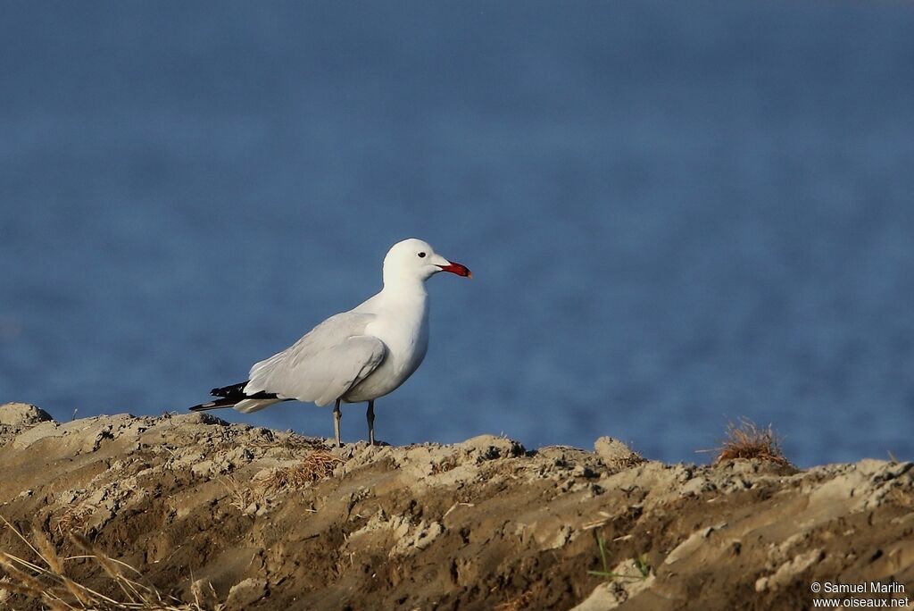 Goéland d'Audouinadulte