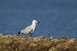 Audouin's Gull