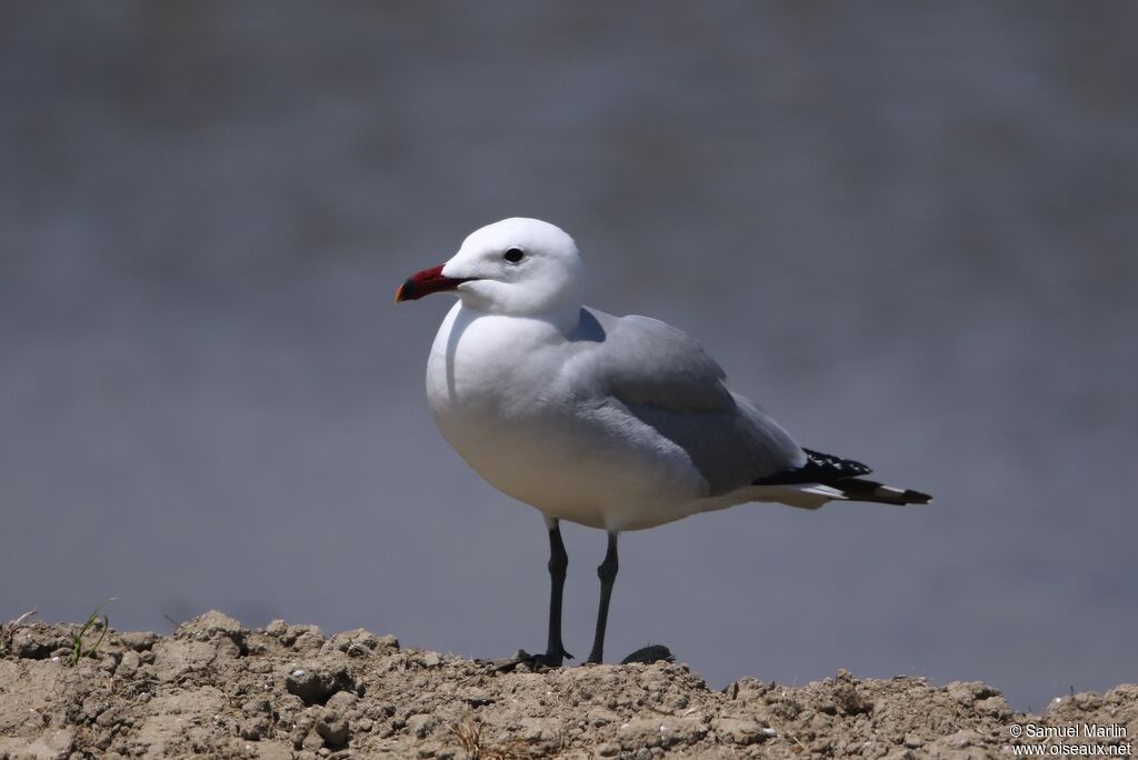 Goéland d'Audouinadulte