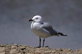 Audouin's Gull