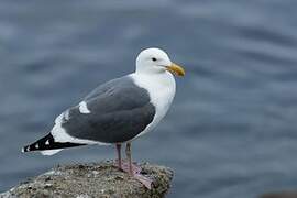 Western Gull