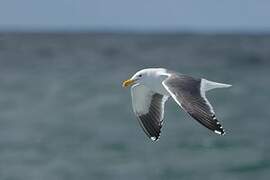 Western Gull