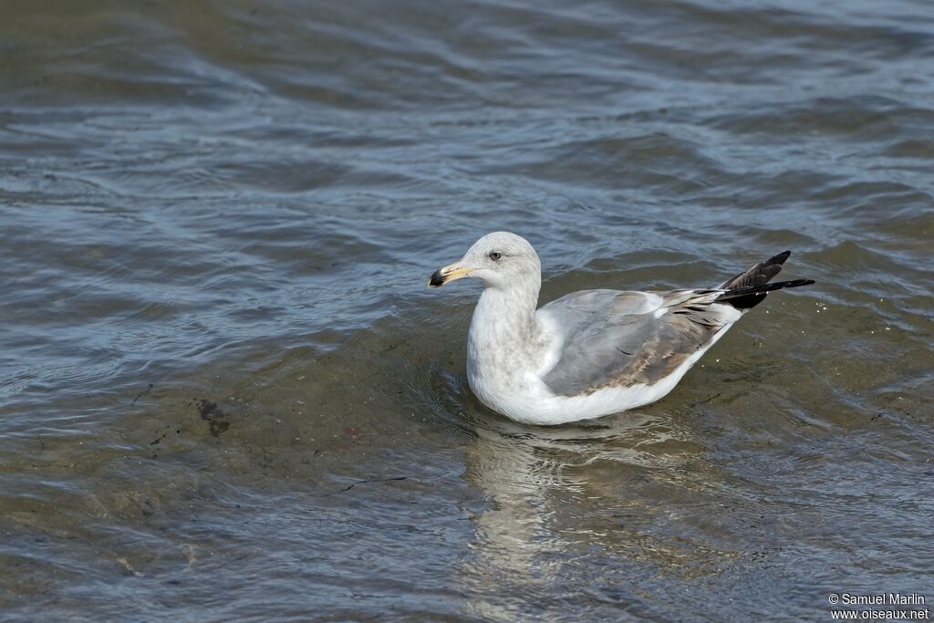 Western GullFirst year