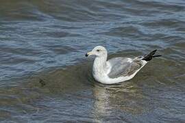 Western Gull