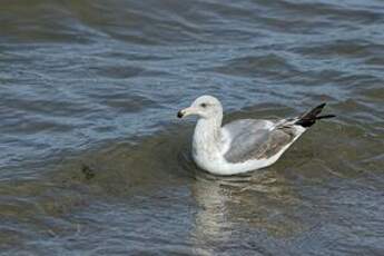 Goéland d'Audubon