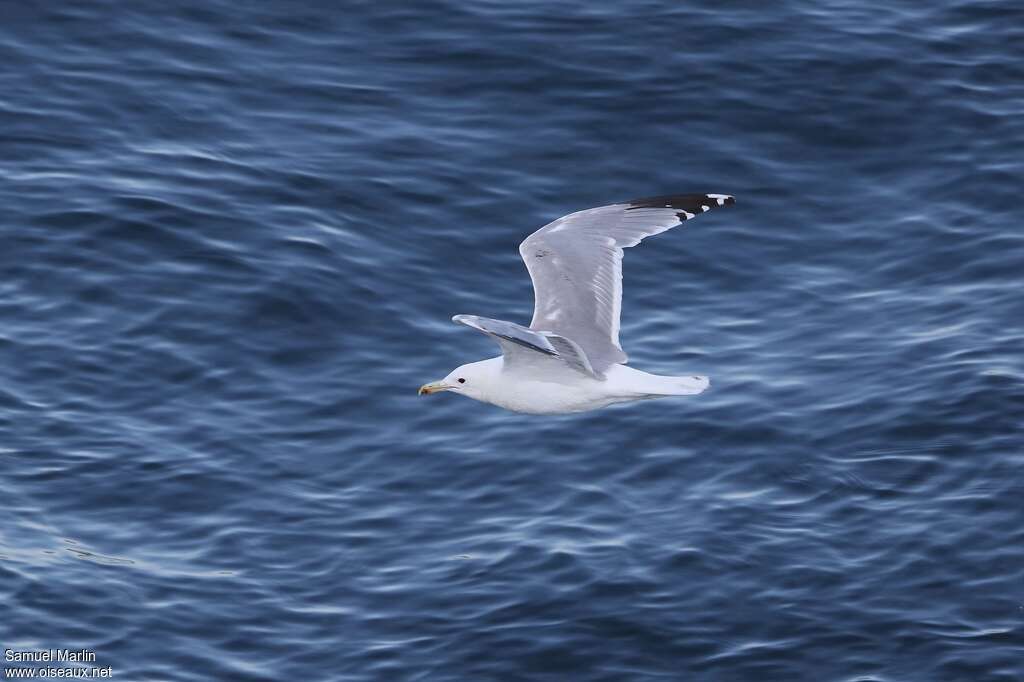 California Gulladult, Flight