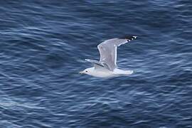 California Gull