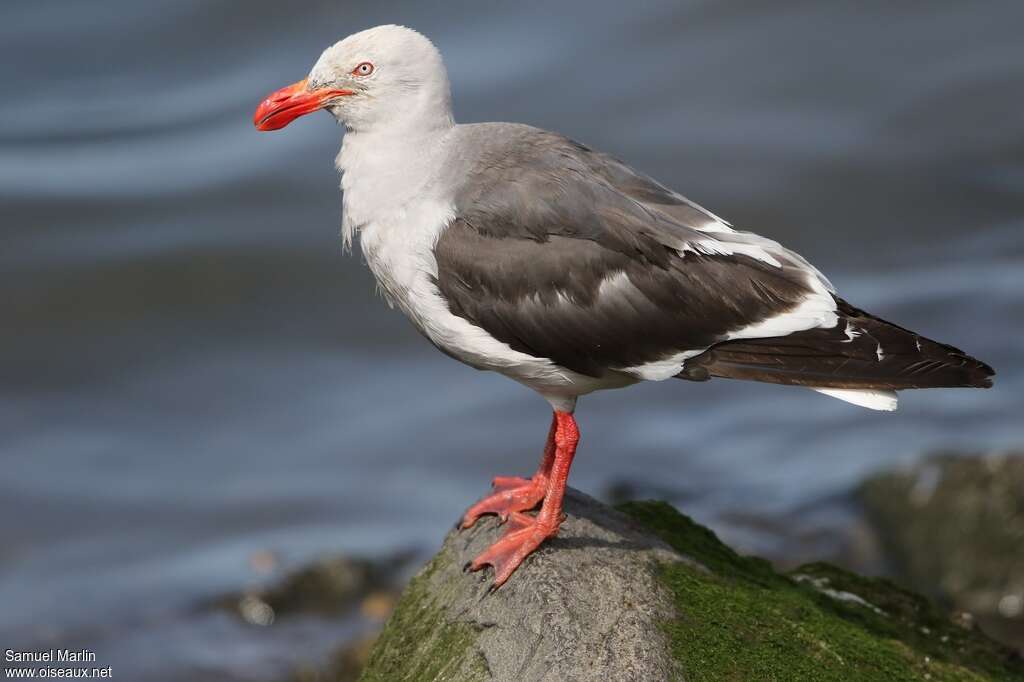 Goéland de Scoresbyadulte, identification