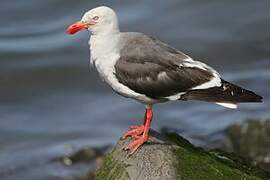 Dolphin Gull