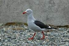 Goéland de Scoresby