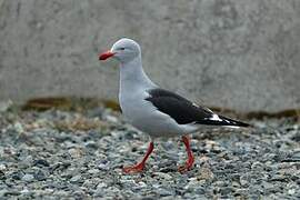 Dolphin Gull