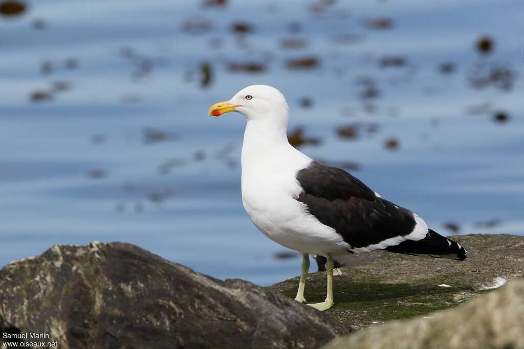 Goéland dominicainadulte nuptial, identification