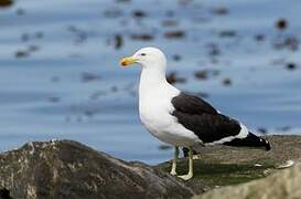 Kelp Gull