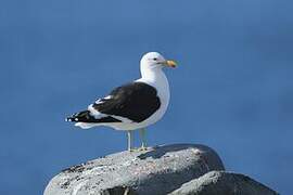 Kelp Gull