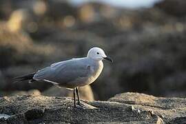 Grey Gull