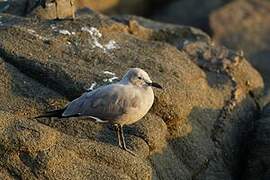 Grey Gull