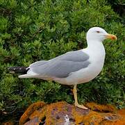 Yellow-legged Gull
