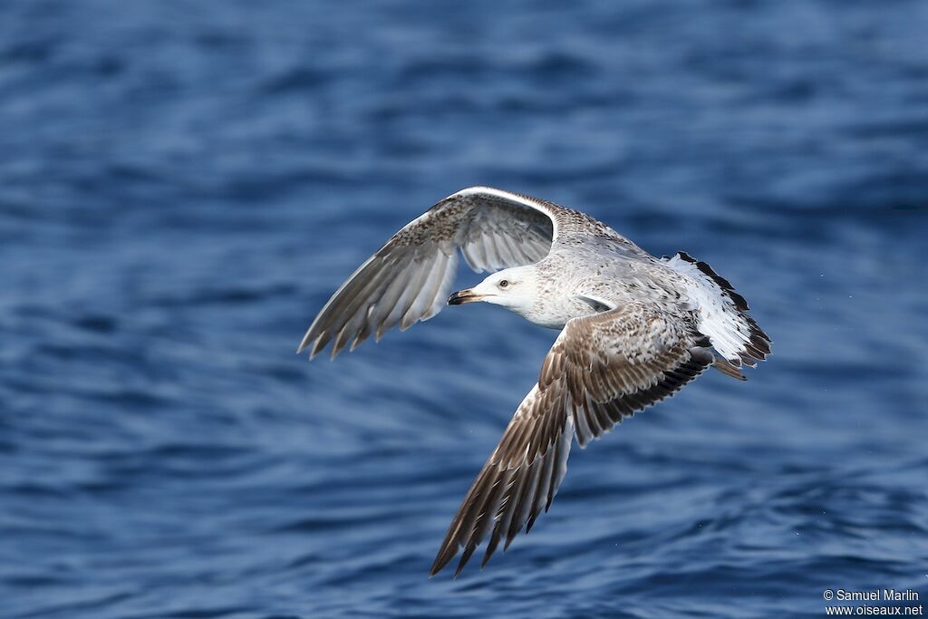 Yellow-legged Gullimmature