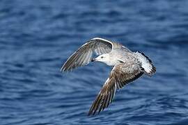 Yellow-legged Gull