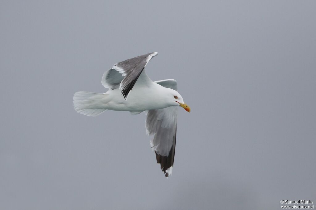 Yellow-legged Gulladult